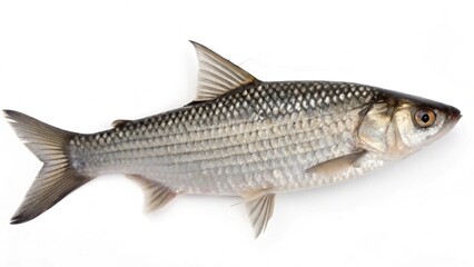Fototapeta premium Realistic Mullet Fish (Mugilidae) isolated on white studio background, side profile view, silvery scales, forked tail, marine wildlife, professional lighting