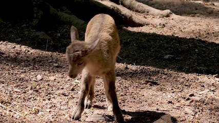 Close up of a baby ibex, ram fawn moving around rocks in the forest on a sunny springtime day