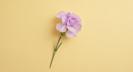 A single, delicate carnation blooms in pastel hues, poised gracefully against a complementary backdrop. ..Created with Generative AI, not depicting real subjects.