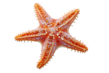 Close-up shot of an orange starfish with textured surface and five distinct arms