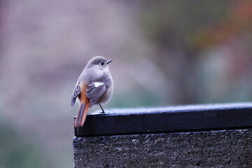 羽を休めるジョウビタキの雌