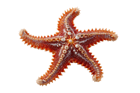 An intricate view of a vividly colored, perfectly symmetrical starfish against a black background