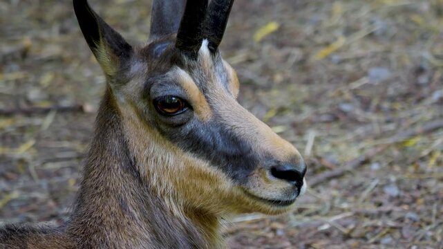 Close up of a chamoy head searching and looking  in the forest ona sunny spring day