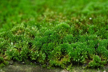 Close up green moss texture background. 