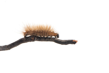 brown hairy caterpillar on dry branch isolated on white background