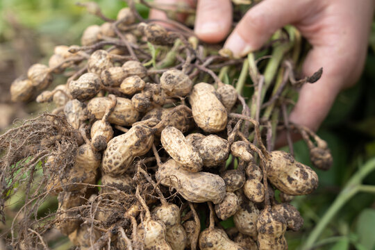 hand holding fresh harvested peanuts with roots, harvest of peanut plants.
