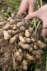 hand holding fresh harvested peanuts with roots, harvest of peanut plants.
