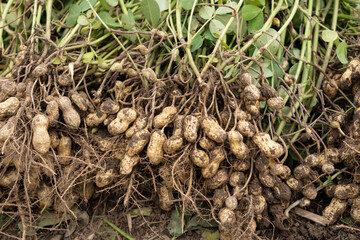 fresh harvested peanuts with roots in a field. harvest of peanut plants.