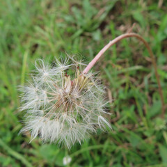 日本で秋にブタナが黄色い花を咲かせています