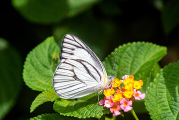 White Butterfly Perched on Orange Lantana Flower in a Lush Green Garden Setting