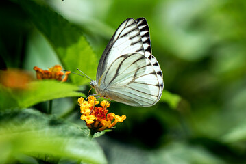 White Butterfly Perched on Orange Lantana Flower in a Lush Green Garden Setting
