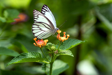 White Butterfly Perched on Orange Lantana Flower in a Lush Green Garden Setting
