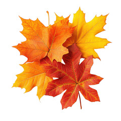 Obraz premium Autumn's Embrace: A vibrant display of fall foliage, showcasing the rich tapestry of nature's seasonal transformation, leaves with fiery hues of red, orange, and yellow.