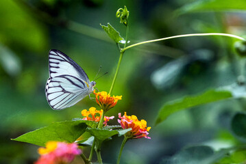 White Butterfly Perched on Orange Lantana Flower in a Lush Green Garden Setting
