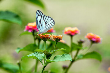 White Butterfly Perched on Orange Lantana Flower in a Lush Green Garden Setting