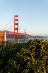 Golden Gate Bridge towers visible behind sunlit flowering bushes in San Francisco during golden hour.