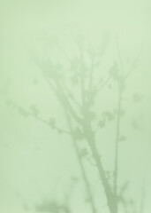 Natural window color shadow overlay on clean minimal light white background