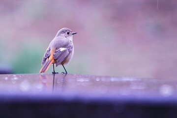 小雨の中で餌を探すジョウビタキ