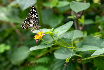 Black and White Butterfly Feeding on Colorful Floral Plant in Lush Greenery