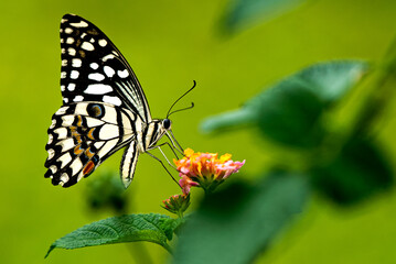 Black and White Butterfly Feeding on Colorful Floral Plant in Lush Greenery
