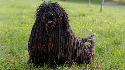 Hungarian Puli dog lying on green grass outdoors