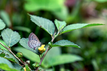 Small Blue Butterfly Perched On Green Leaf In Soft Natural Light Outdoor Garden Macro