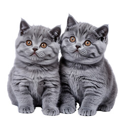 Two adorable fluffy british shorthair kittens with round faces and big eyes sitting together in a studio isolated on transparent background