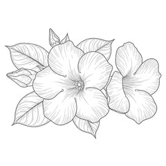 black and white silhouette vector icon of alamanda flower on white background