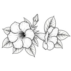 black and white silhouette vector icon of alamanda flower on white background