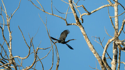 Anhinga Flying Through Bare Tree Branches Against Clear Blue Sky