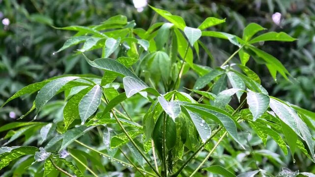 Tapioca plant leaves soaked in the drizzle