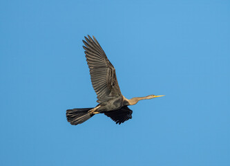 Anhinga Flying with Wings Fully Spread Against Clear Blue Sky