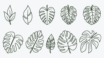 Outline of Tropical Monstera Leaves Arrangement on White Background Pattern