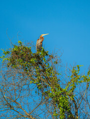 Anhinga Perched on Treetop Against Clear Blue Sky