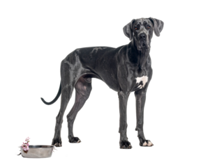 Blue Great Dane Dog Standing Next to Food Bowl, Full Body Isolated on White Background