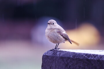小雨の中で餌を探すジョウビタキ