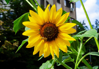 Sunflower on a green background