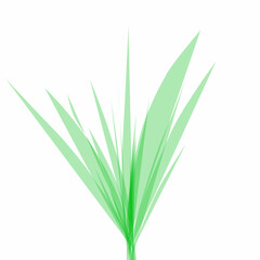 green grass isolated on white