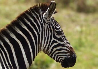 A detailed close-up of a zebra’s head in profile taken in the Masai Mara Reserve, Africa. The...