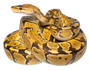 Obraz premium Coiled Yellow Belly Ball Python Snake on White Background