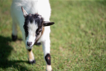 Obraz premium Goat standing on green grass in the garden. 