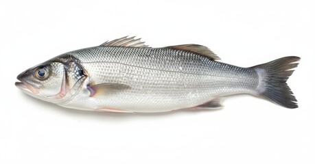 Obraz premium Fresh whole sea bass fish on white surface suitable for seafood restaurant menu, cooking blog, culinary magazine, or seafood recipe book.