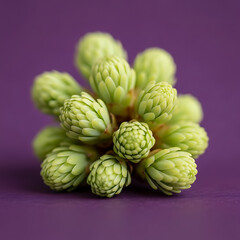 Fototapeta premium A close-up macro photograph of a cluster of small, pale green succulent buds against a vibrant purple background.