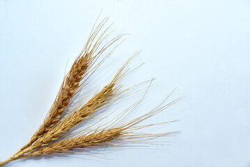 dry, grass, Brown dry wheat stalks on a white background