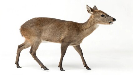 Realistic Musk Deer on white studio background, detailed small deer with slender legs, tufted fur, and visible tusks, isolated wildlife portrait, sharp focus, professional lighting