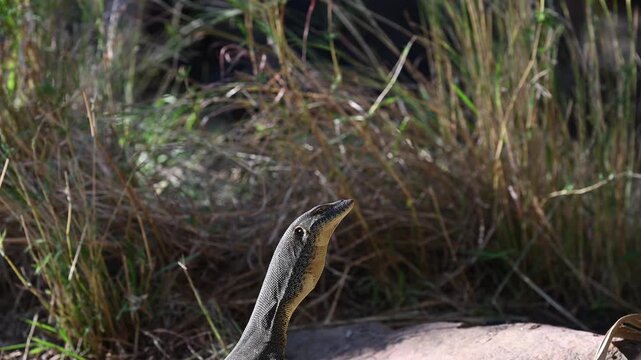 Goulds Waran, Varanus gouldii, in beautiful secluded Galvans gorge along the gibb river road in the kimberley region in the out back of western australia a popular travel destination.