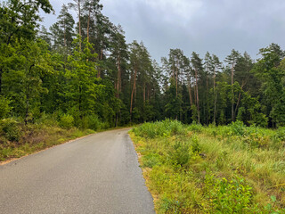 Fototapeta premium road in the forest