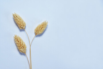 golden yellow rabbit tail ornamental dry grass with white background