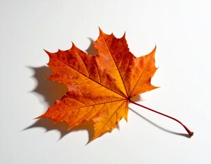 Fototapeta premium Isolated Single Autumn Maple Leaf: Center Frame on Pure White Background