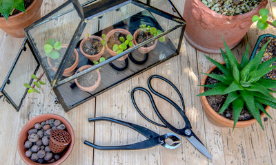 seedling of succulent plants in little greenhouse on wooden table with potted and tools